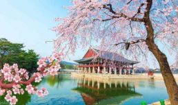 Цветение Сакуры в Корее